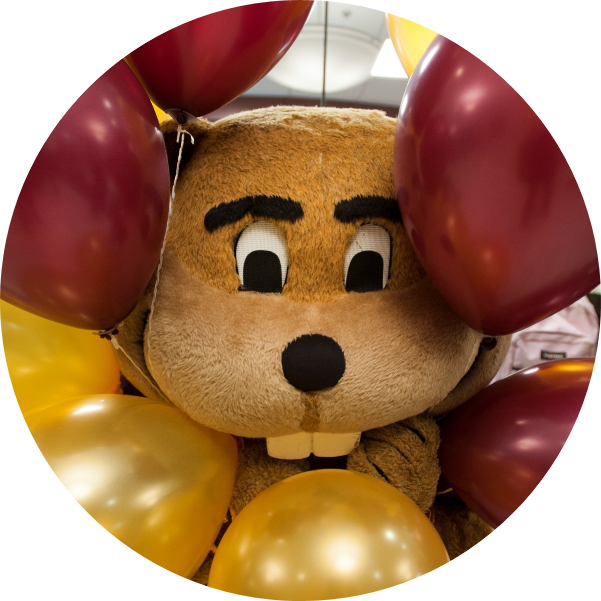 Goldy with balloons