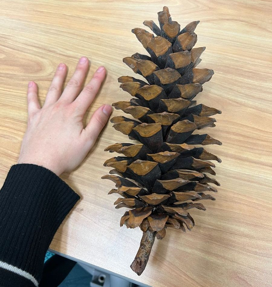 Large tree cone bigger than a hand