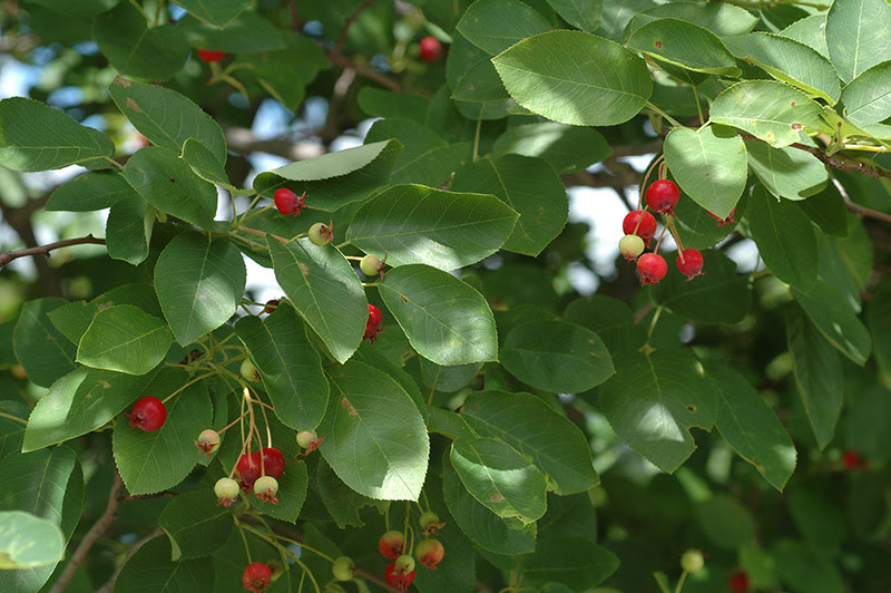 Serviceberry fruit and leaves