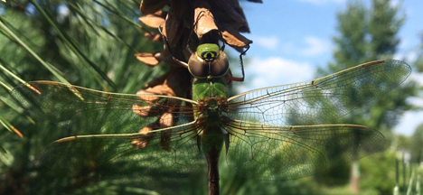 dragonfly_on_white_pine_cone.png